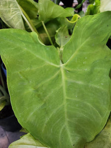 Alocasia Lemon Zinger