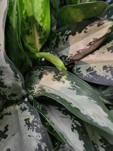 Jubilee - Chinese Evergreen