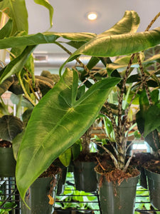 Alocasia Zebrina Sarian