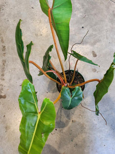 Philodendron Billietiae