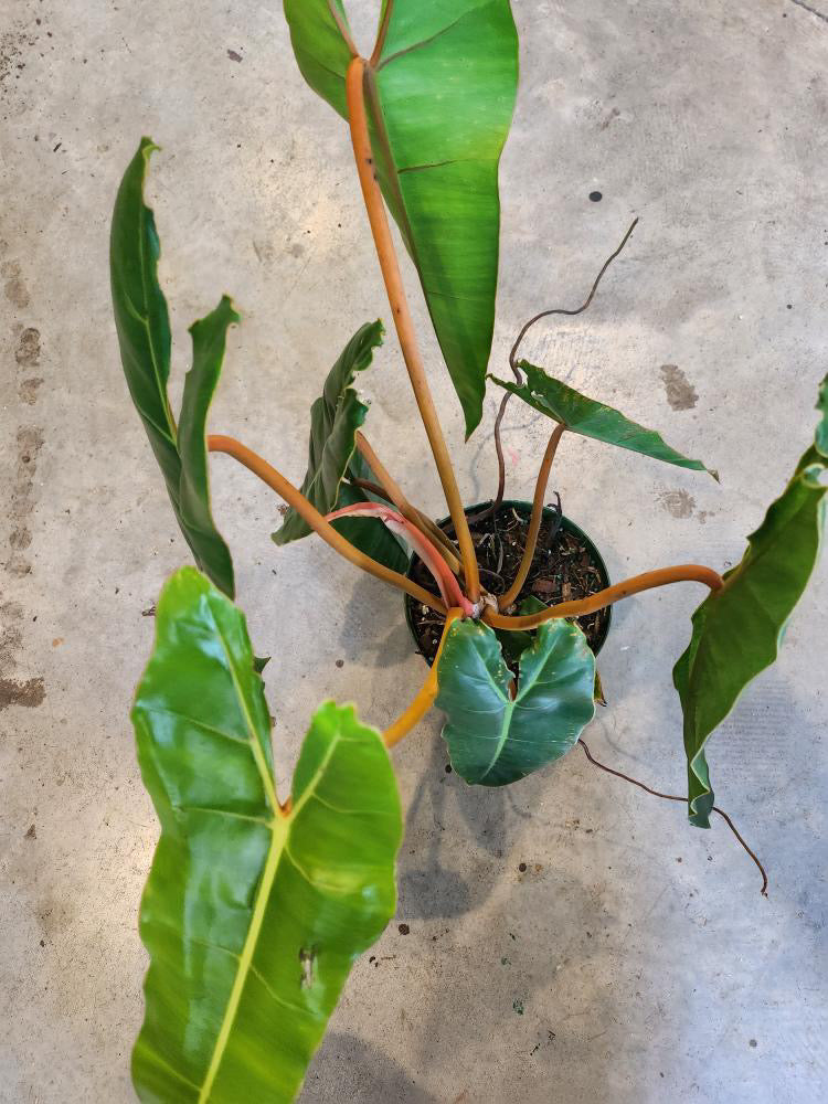 Philodendron Billietiae
