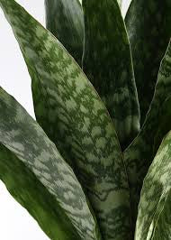 aubrytiana snake plant Snake "Aubrytiana" Plant