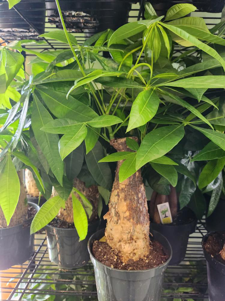 pachira money tree plant Thick Stump Money Tree Plant - Pachira aquatica - 6" Pot