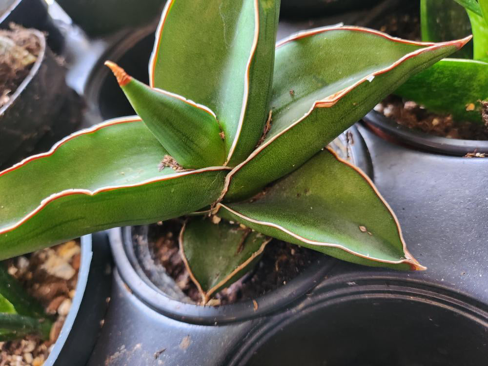 Snake Sanseveria Samurai – Crazy Plant Bae