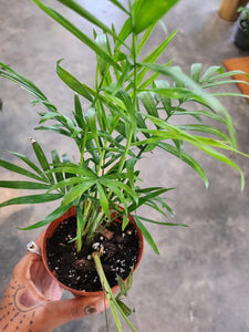 Parlor Palm