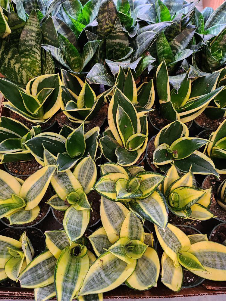 Hahnii - Snake Plant