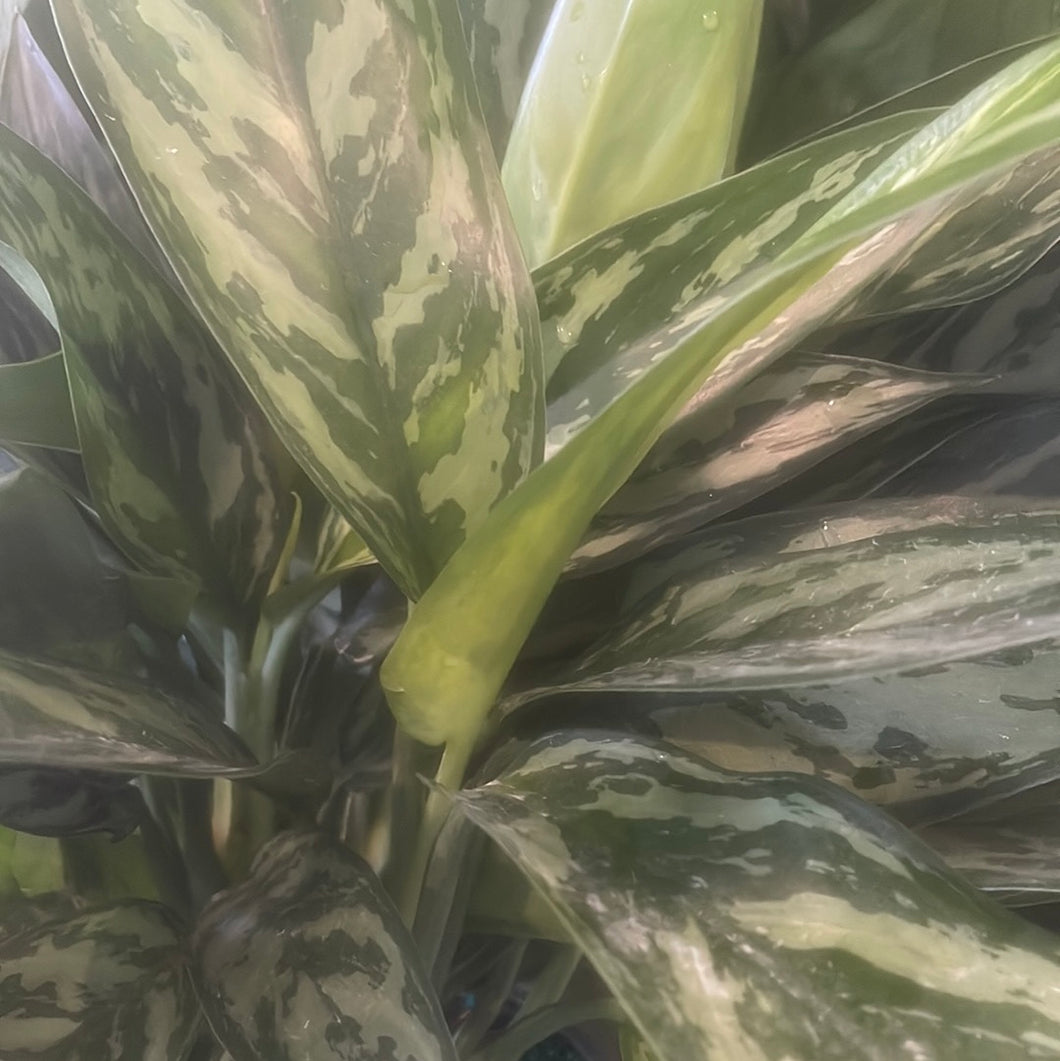 Tigress - Chinese Evergreen