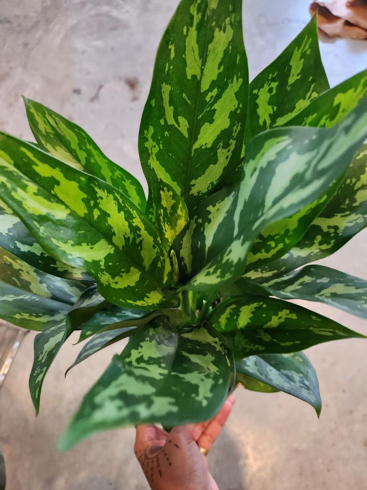 Mary Anne - Chinese Evergreen