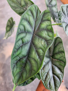 Alocasia Dragon Scale