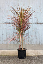 Load image into Gallery viewer, Dracena Marginata
