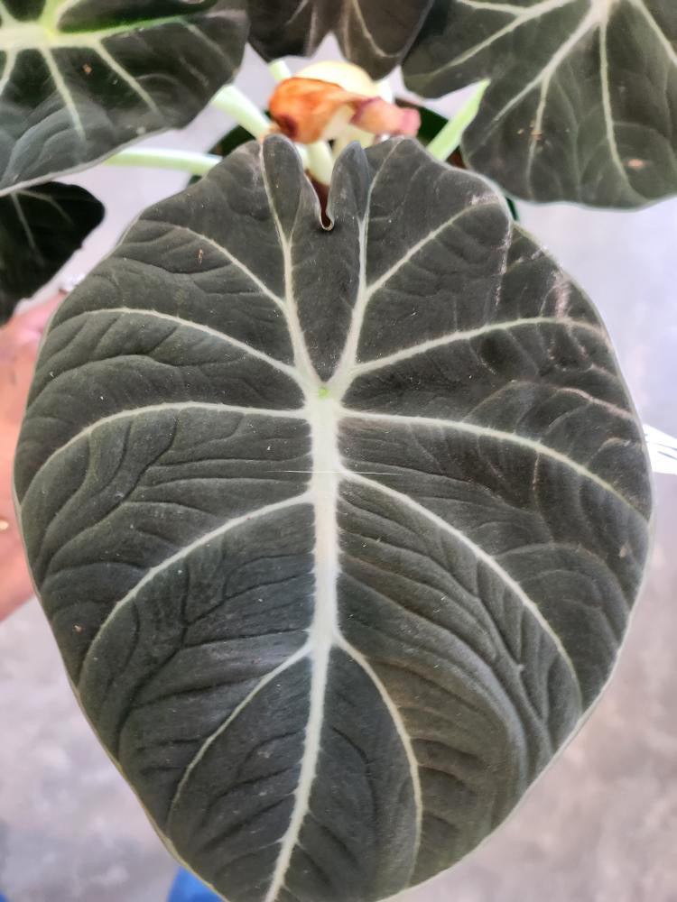 Alocasia Black Velvet