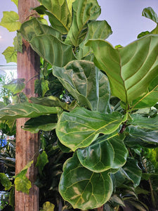 Ficus Lyrata - Fiddle Leaf Fig