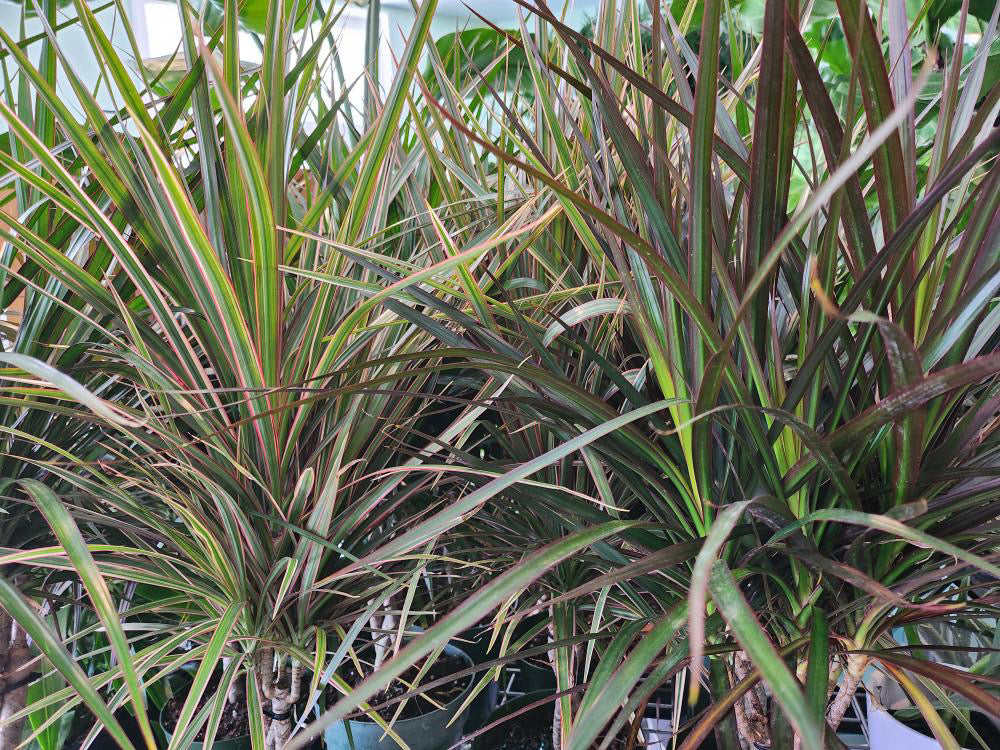Dracena Dragon Tree – Crazy Plant Bae