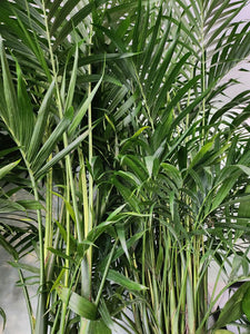 Cat Palm - Leap Day