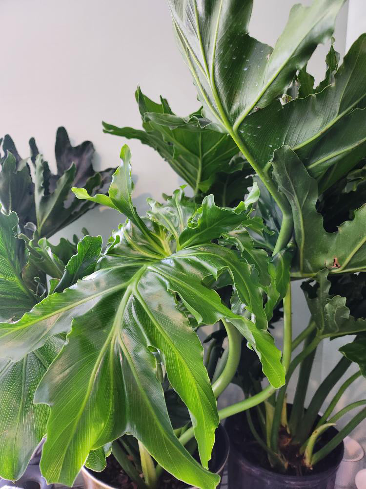 buy philodendron selloum Philodendron Selloum – Crazy Plant Bae