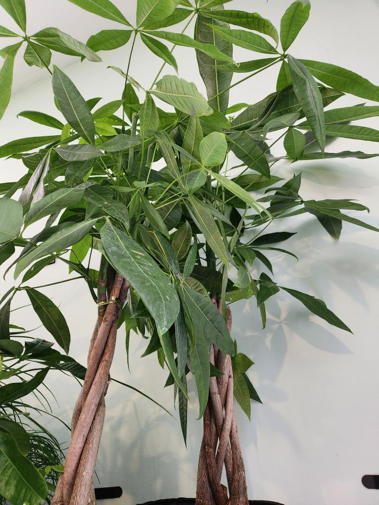 Pachira Aquatica - Money Tree Braid