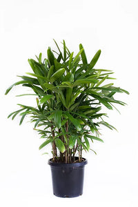 Rhapis Palm