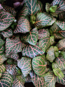 Fittonia