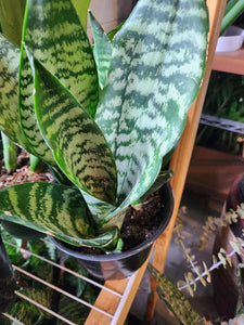 Snake "Coral" Plant