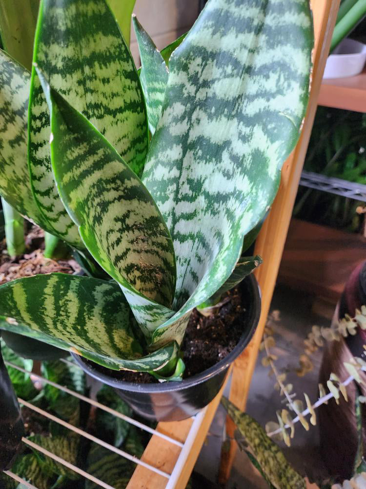 sansevieria robusta green Snake "Robusta" Plant – Crazy Plant Bae