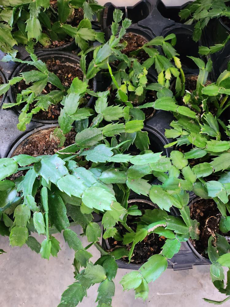 christmas cactus type of leaf Assorted Christmas Cactus – Crazy Plant Bae