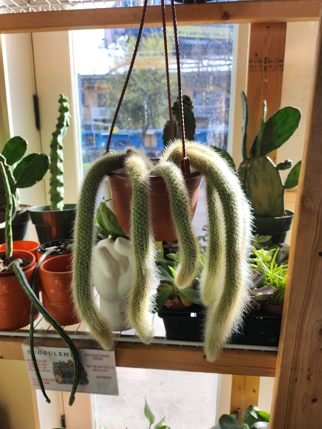monkey plant succulent Monkey tail Cactus