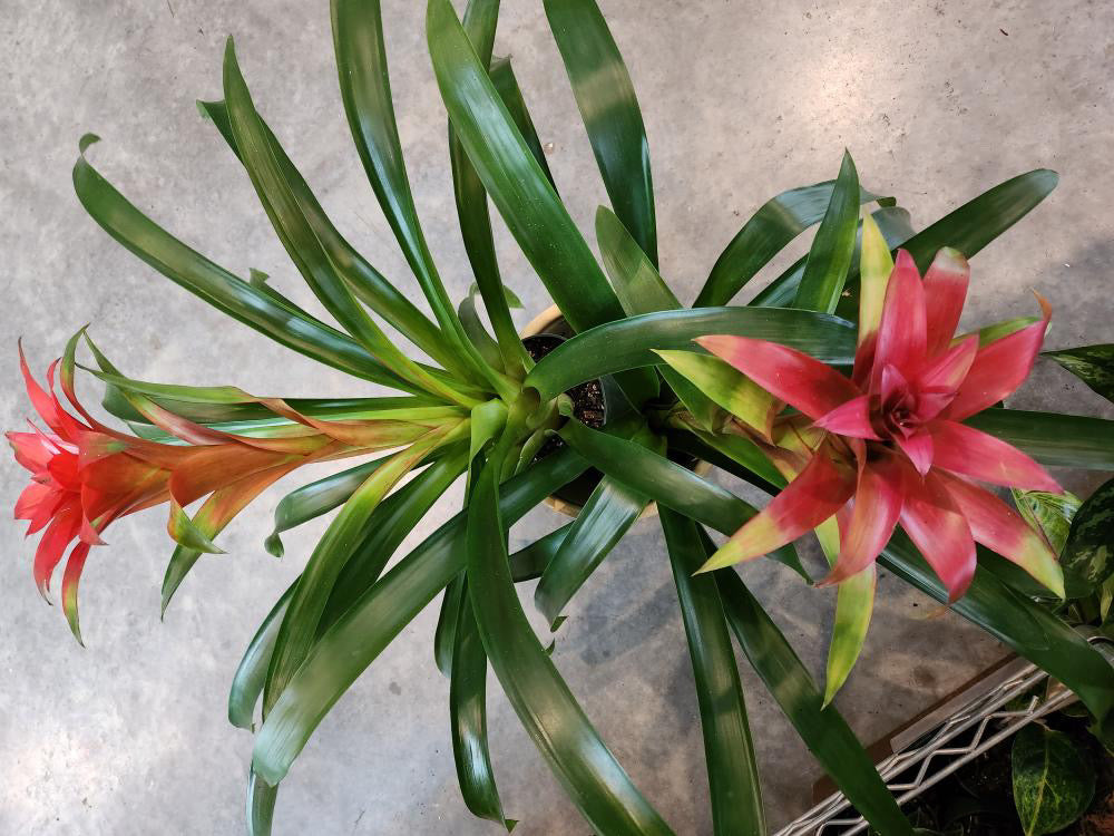 Bromeliad - Guzmania