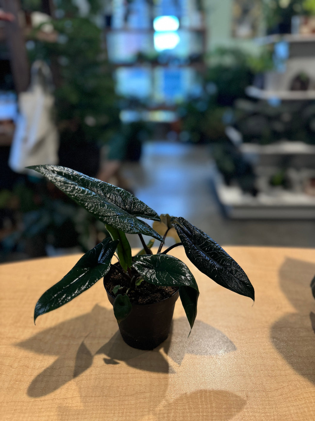 Alocasia Scalprum