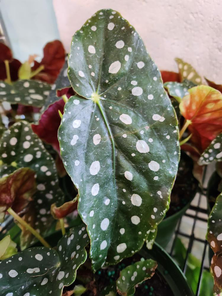 Polka Dot Begonia Maculata
