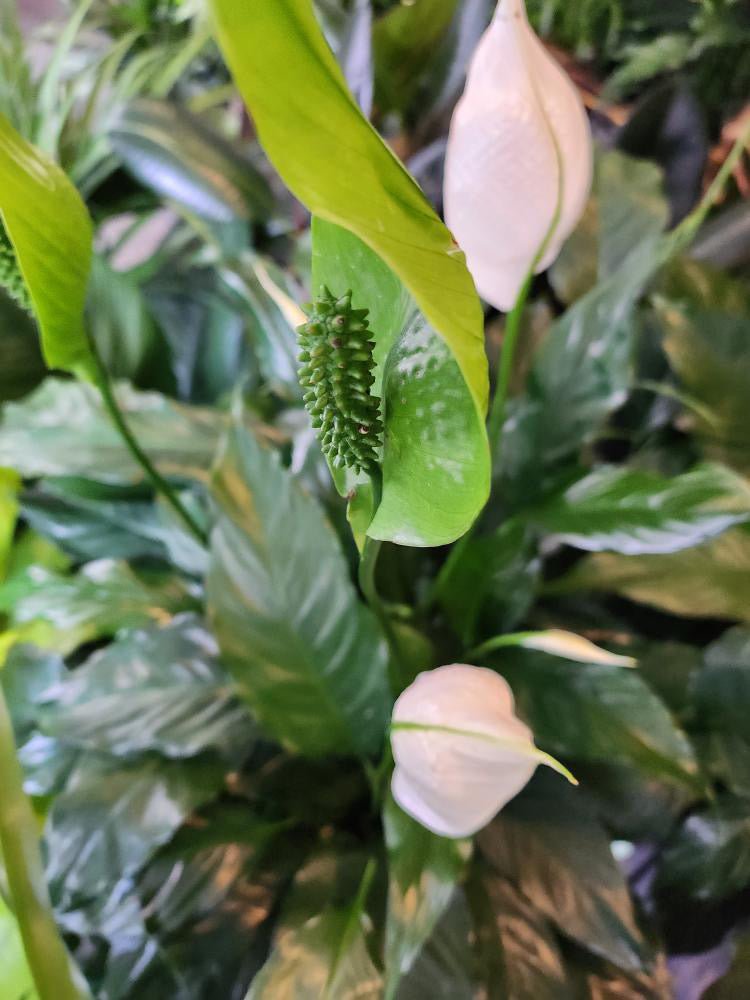 peace lily sebastiano Peace Lily – Crazy Plant Bae