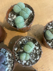 Small Lithop "African Stone" 2in