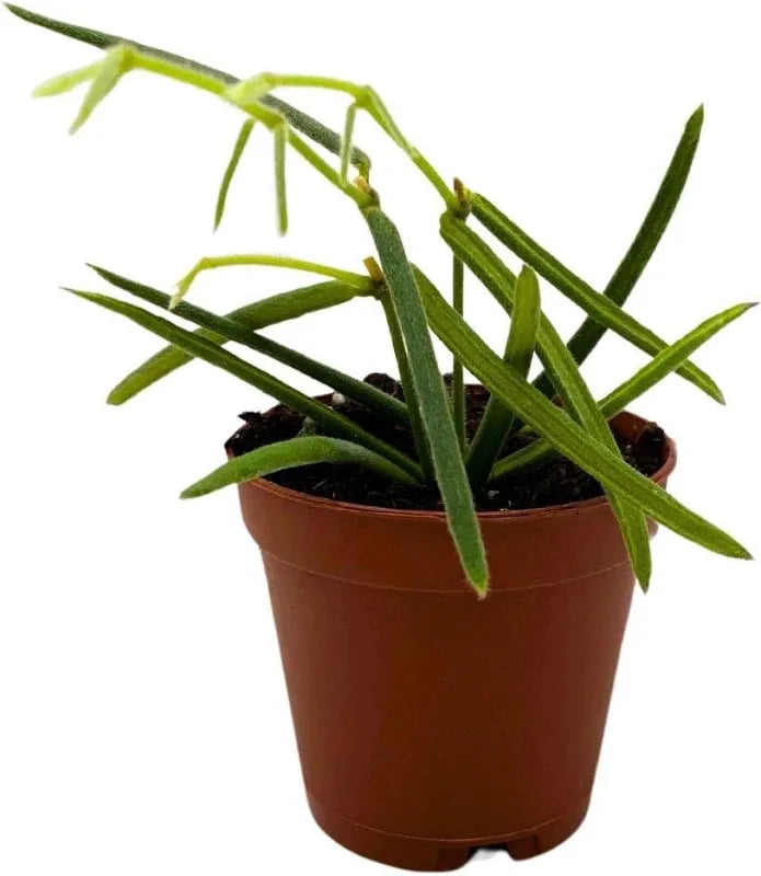 Hoya Linearis – Crazy Plant Bae