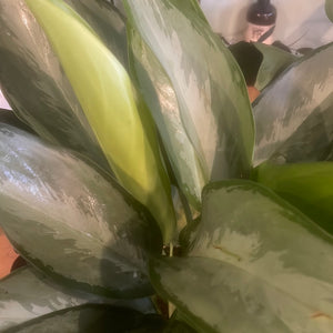Chinese Evergreen - Silverado