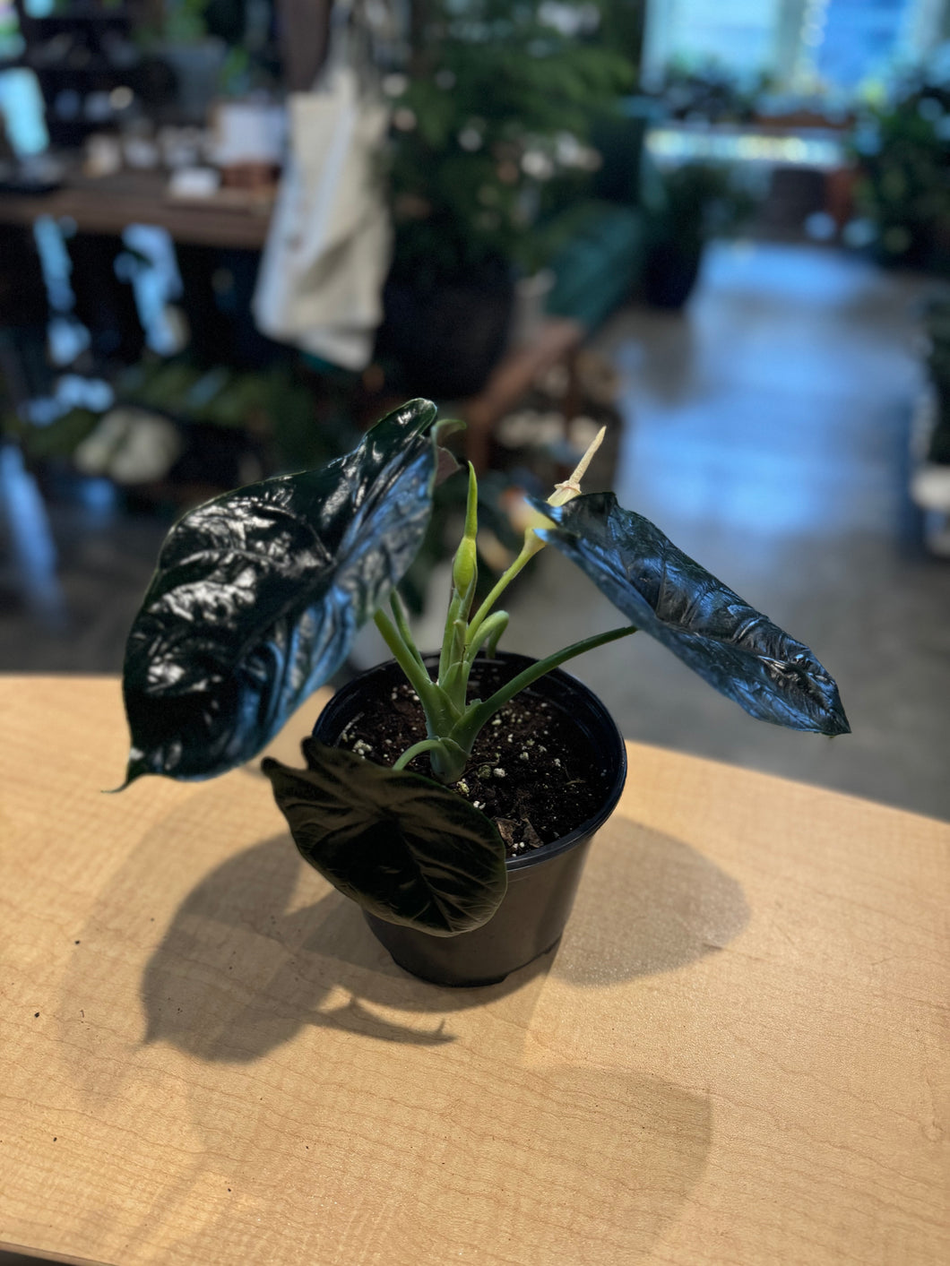 Alocasia Green Unicorn