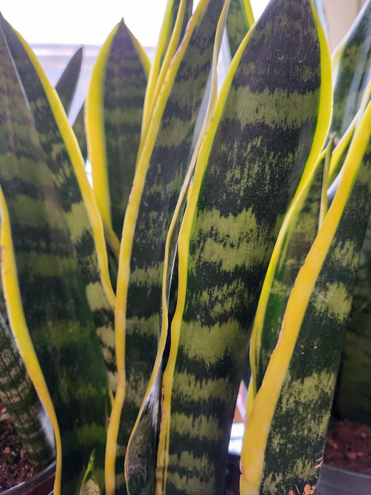 snake plant gold flame Snake "Golden Flame" Plant – Crazy Plant Bae