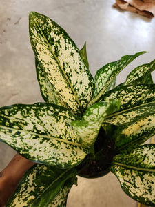 Osaka - Chinese Evergreen