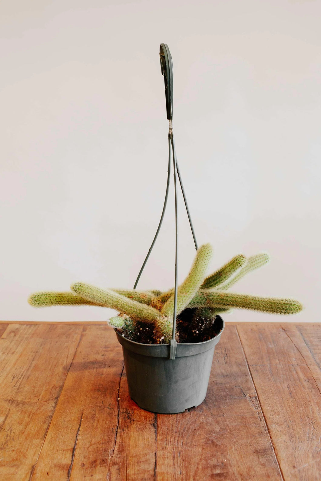Golden Rat Tail Cactus