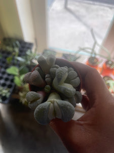 African Stone Lithops