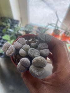 African Stone Lithops