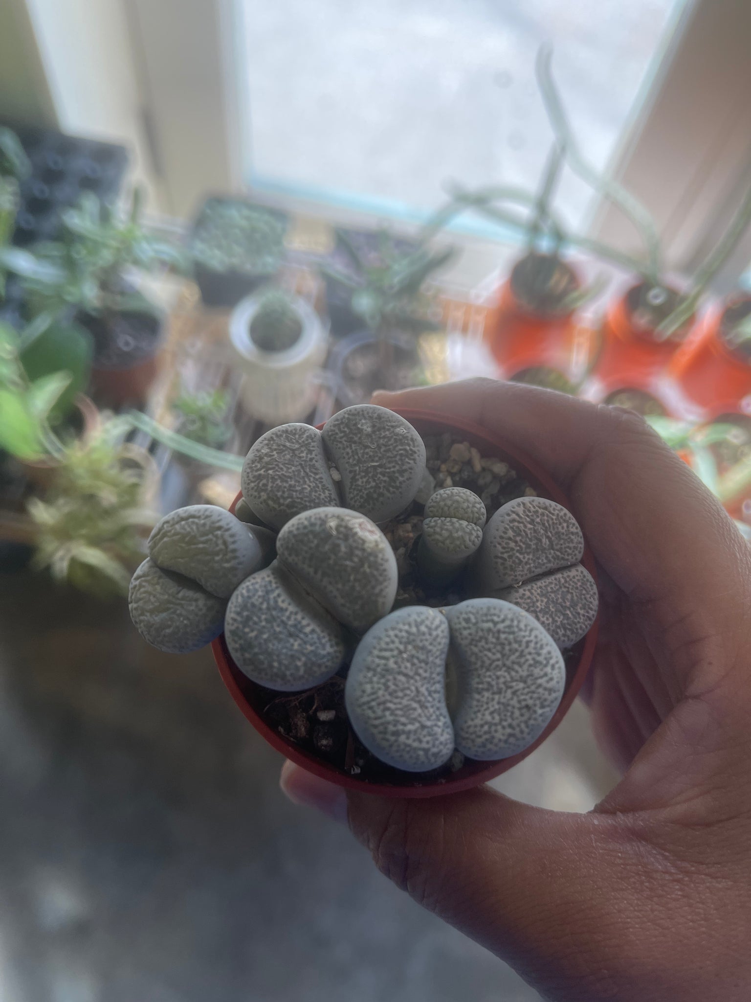 lithops succulent plants African Stone Lithops – Crazy Plant Bae