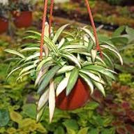 Hoya Wayetti