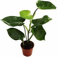 Philodendron Emerald Green