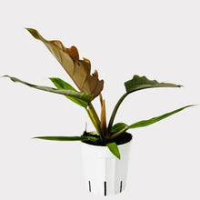 Load image into Gallery viewer, Pluto Philodendron

