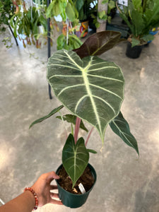 Alocasia Morocco