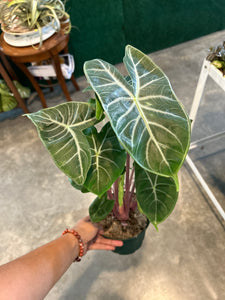 ivory house plant Alocasia Ivory Coast – Crazy Plant Bae