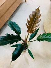 Load image into Gallery viewer, Pluto Philodendron
