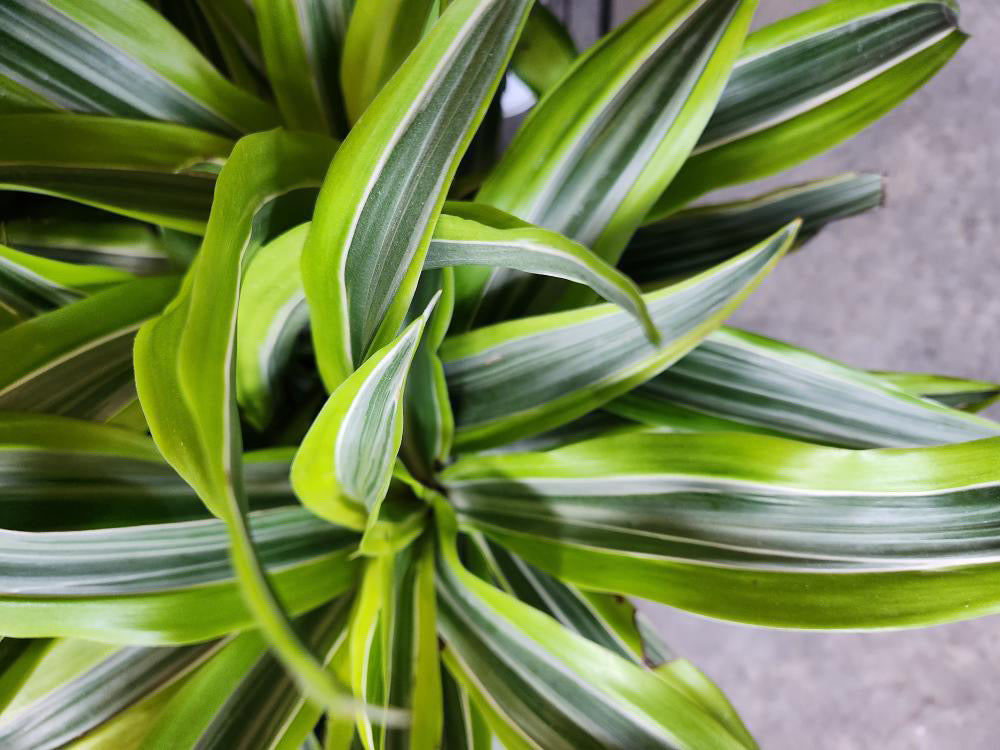 Dracena Lemon Lime Warneckii