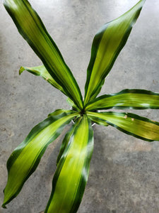 dracaena fragrans marley Dracena Marley