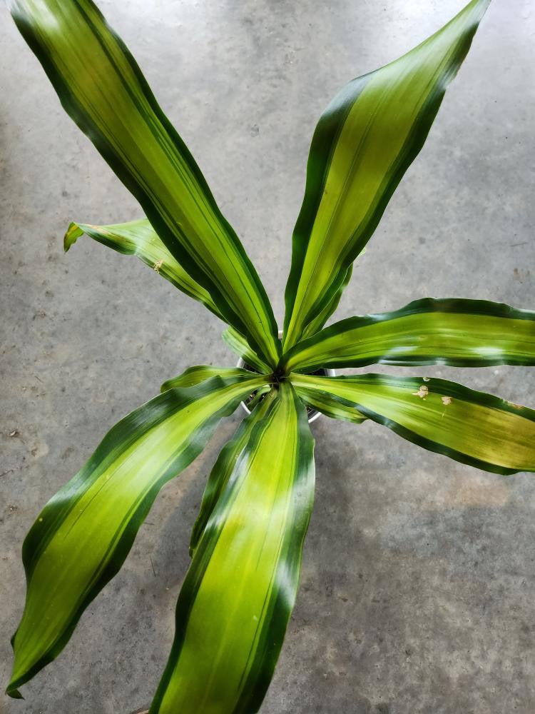 Marley Dragon Tree - Dracaena - Easy House Plant