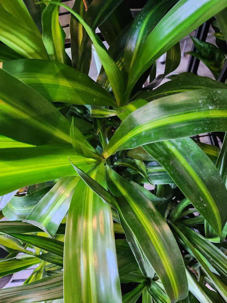 dracena leaves Dracaena Hawaiian Sunshine Bush | 10
